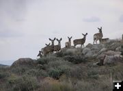 Skyline Deer on Ridge. Photo by Pinedale Online.