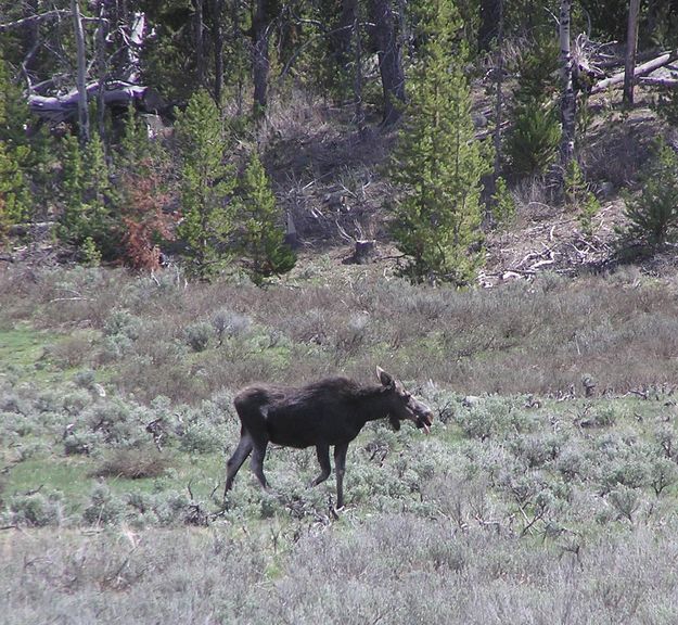 Moose along the way. Photo by Pinedale Online.