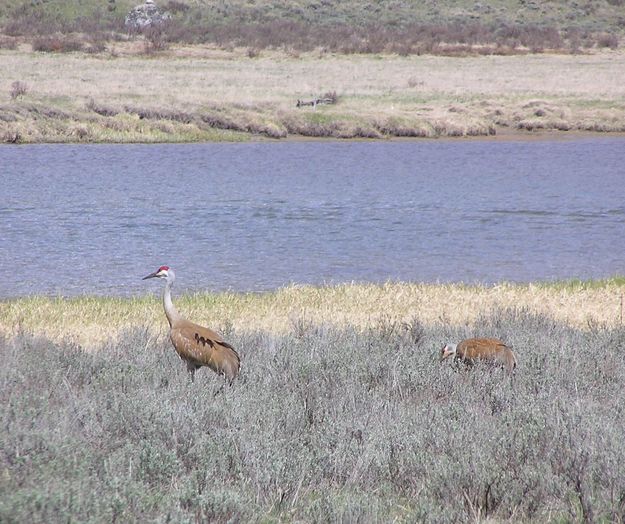 Sandhill Cranes. Photo by Pinedale Online.