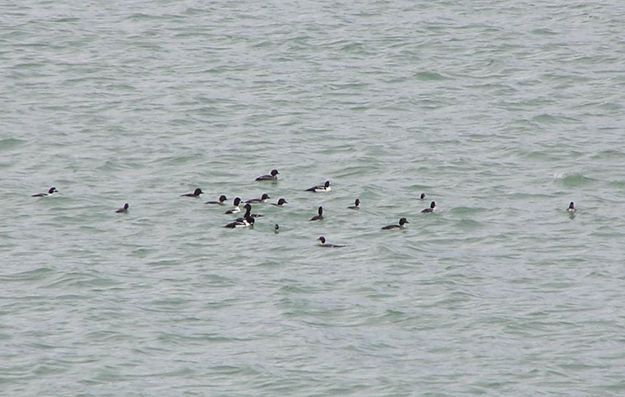 Barrows Goldeneye flock. Photo by Pinedale Online.