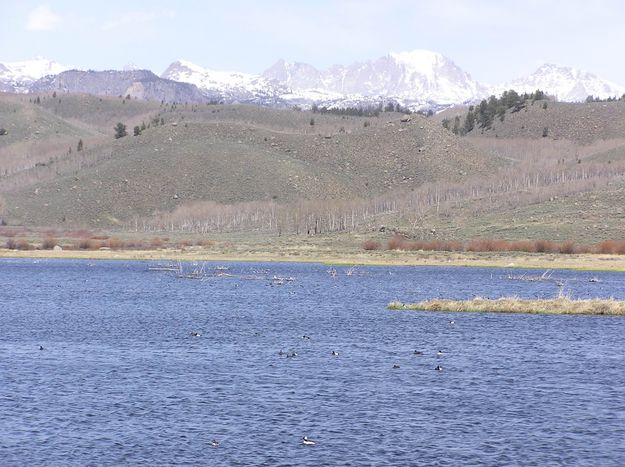 Soda wildlifepond. Photo by Pinedale Online.