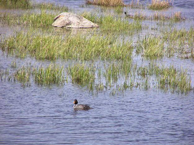 Birds on Soda Lake ponds. Photo by Pinedale Online.