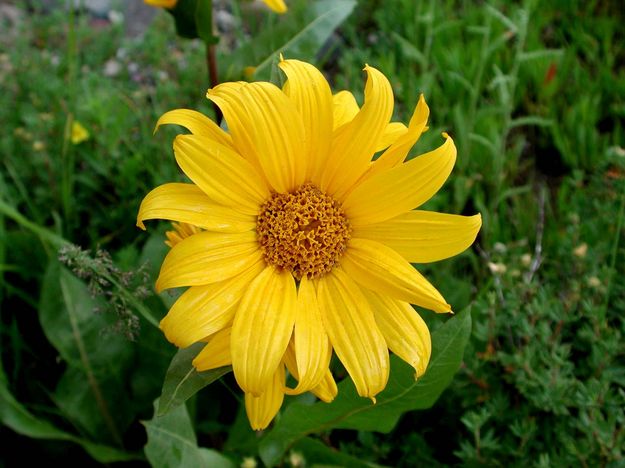 Arrowleaf Balsam Root. Photo by Pinedale Online.