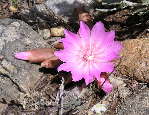 Bitterroot, or Rock Rose. Photo by Pinedale Online.