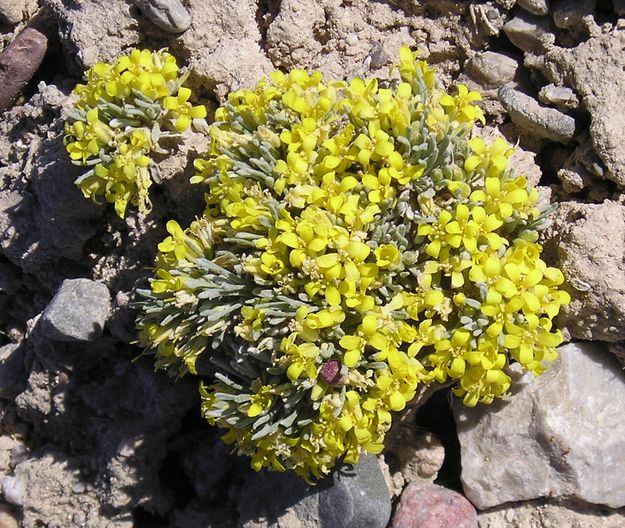 Bladderpod. Photo by Pinedale Online.