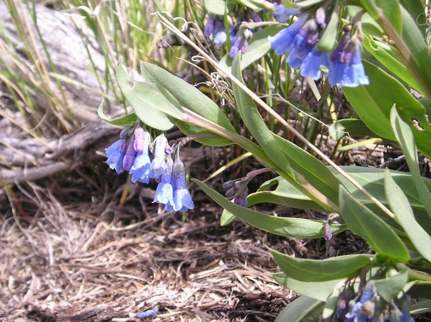 Bluebell. Photo by Pinedale Online.