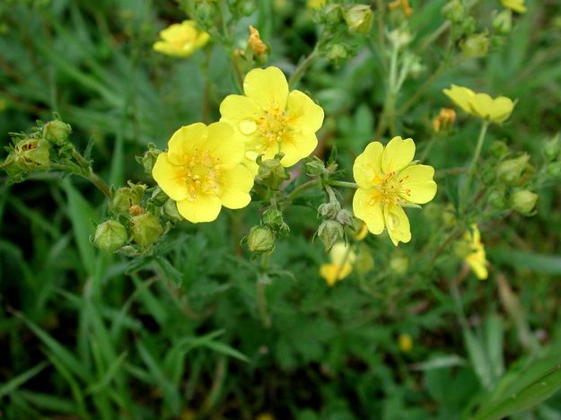 Buttercups. Photo by Pinedale Online.