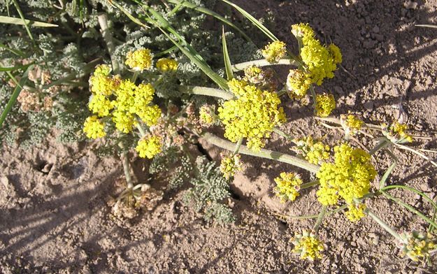 Desert Parsley. Photo by Pinedale Online.