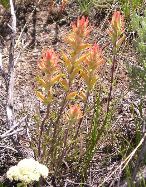 Yellow Desert Paintbrush. Photo by Pinedale Online.