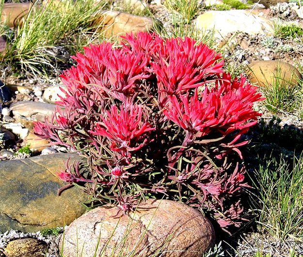 Desert Paintbrush. Photo by Pinedale Online.