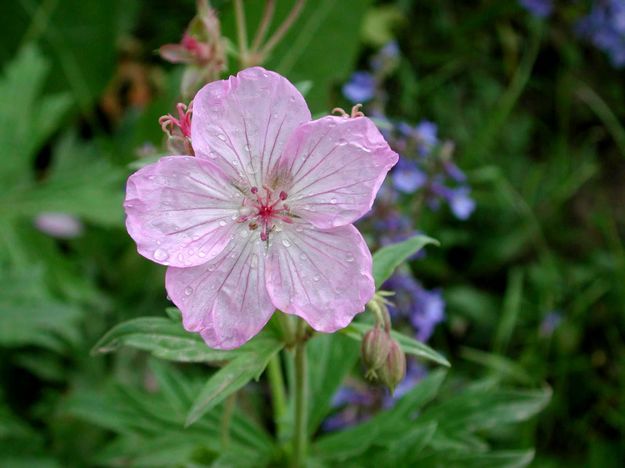 Geranium. Photo by Pinedale Online.