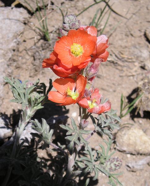 Orange Globe Mallow. Photo by Pinedale Online.