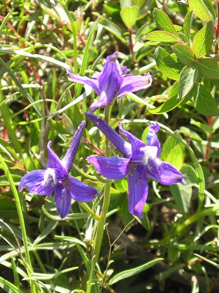 Larkspur. Photo by Pinedale Online.