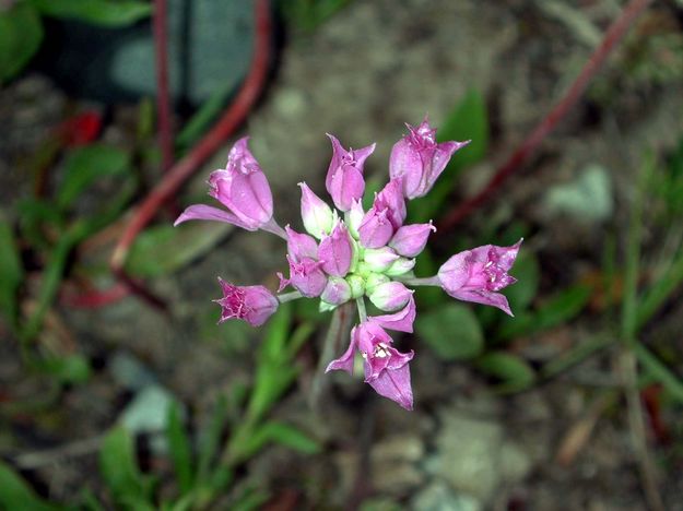Purple Flower. Photo by Pinedale Online.