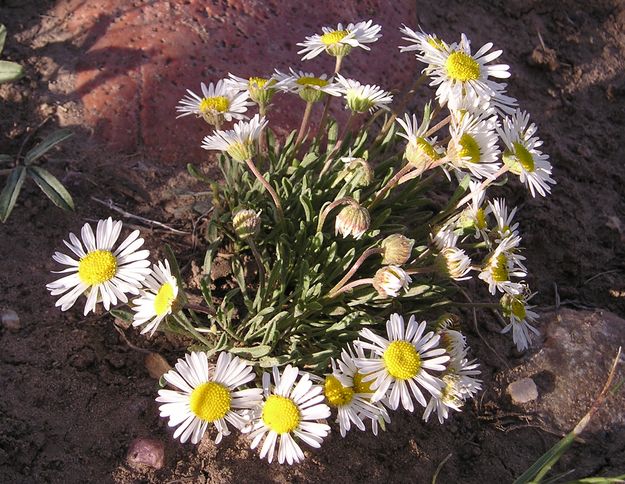 Plains Daisy. Photo by Pinedale Online.