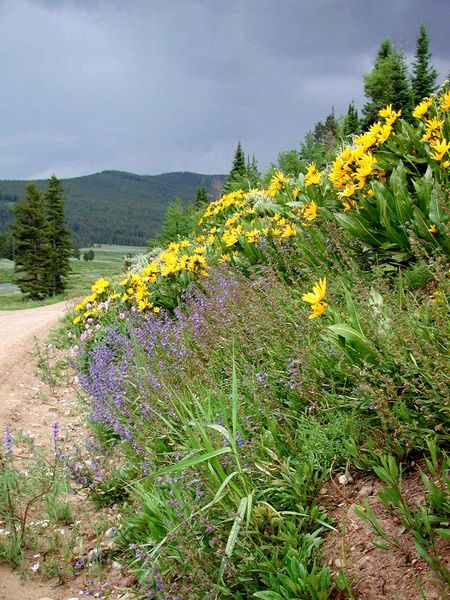 Roadside Flowers. Photo by Pinedale Online.
