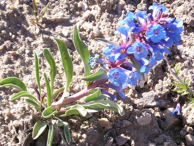 Sand Penstemon. Photo by Pinedale Online.