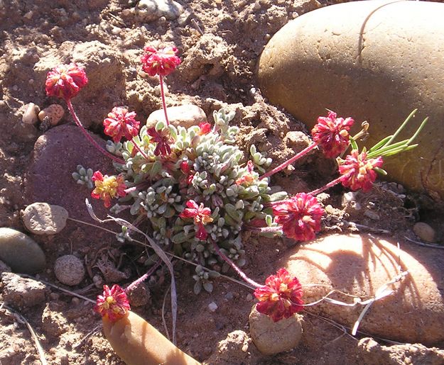 Thyme Desert Buckwheat. Photo by Pinedale Online.