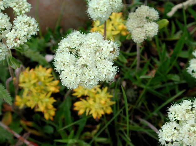 Yarrow. Photo by Pinedale Online.