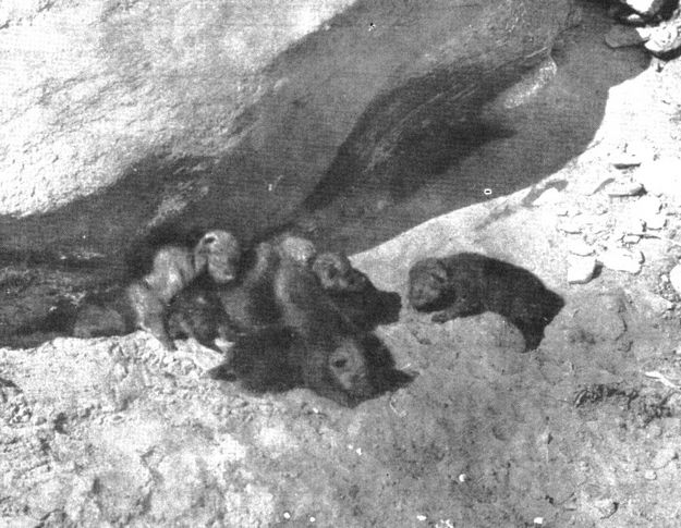 Wolf Pups, Big Piney, Wyoming. Photo by Vernon Bailey, Biological Survey.