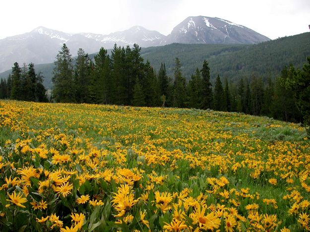 Yellow Mountain Field. Photo by Pinedale Online.