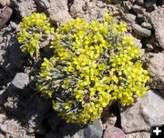 Bladderpod. Photo by Pinedale Online.