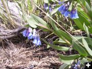 Bluebell. Photo by Pinedale Online.