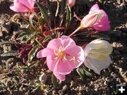 Desert Evening Primrose. Photo by Pinedale Online.