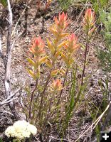 Yellow Desert Paintbrush. Photo by Pinedale Online.