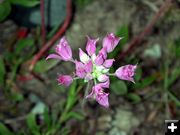 Purple Flower. Photo by Pinedale Online.