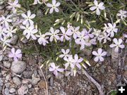 Long Leaf Phlox. Photo by Pinedale Online.
