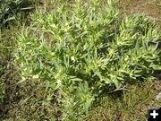 Puccoon. Photo by Pinedale Online.