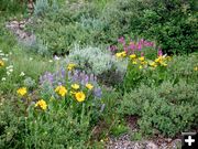 Flower Patch. Photo by Pinedale Online.