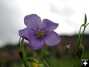 Blue Flax. Photo by Pinedale Online.