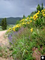 Roadside Flowers. Photo by Pinedale Online.