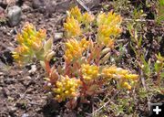 Stonecrop. Photo by Pinedale Online.