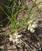 Wild Onion. Photo by Pinedale Online.