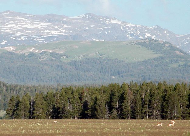 Antelope in Meadow. Photo by Pinedale Online.