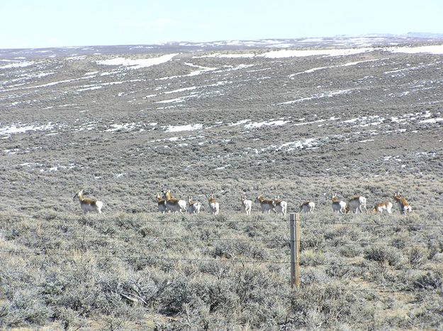 Antelope in Drilling Area. Photo by Pinedale Online.