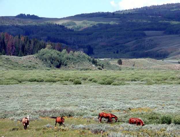 Horses on Tosi Creek. Photo by Pinedale Online.