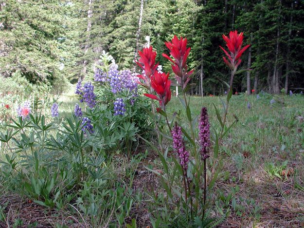 Lupine & Indian Paintbrush. Photo by Pinedale Online.