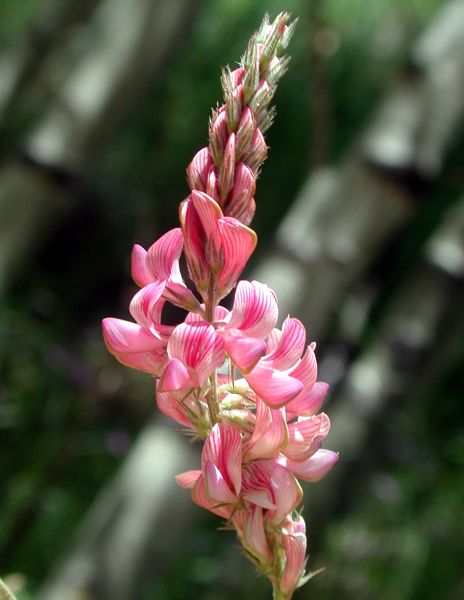 Locoweed?. Photo by Pinedale Online.