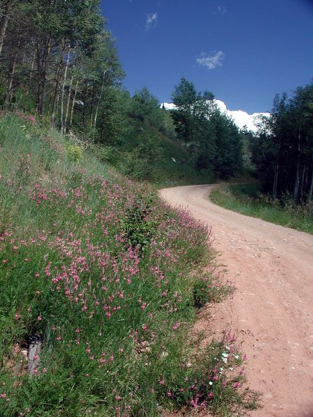 Flowers along road. Photo by Pinedale Online.