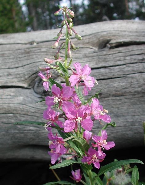 Fireweed. Photo by Pinedale Online.