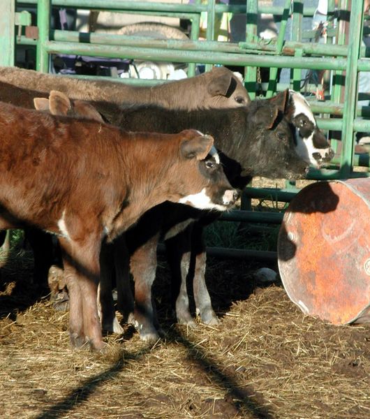 Roping Calves. Photo by Pinedale Online.