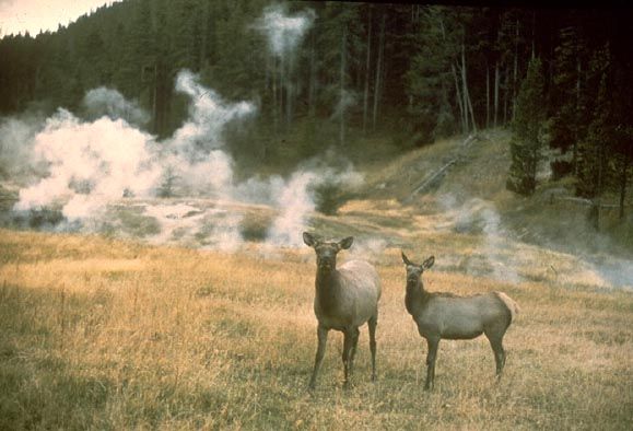 Elk in Yellowstone Park. Photo by National Park Service.