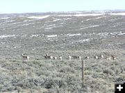 Antelope in Drilling Area. Photo by Pinedale Online.