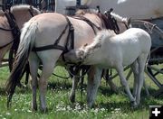 Workhorse Colt. Photo by Pinedale Online.