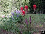 Lupine & Indian Paintbrush. Photo by Pinedale Online.