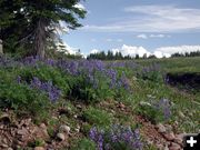 Lupine Field. Photo by Pinedale Online.